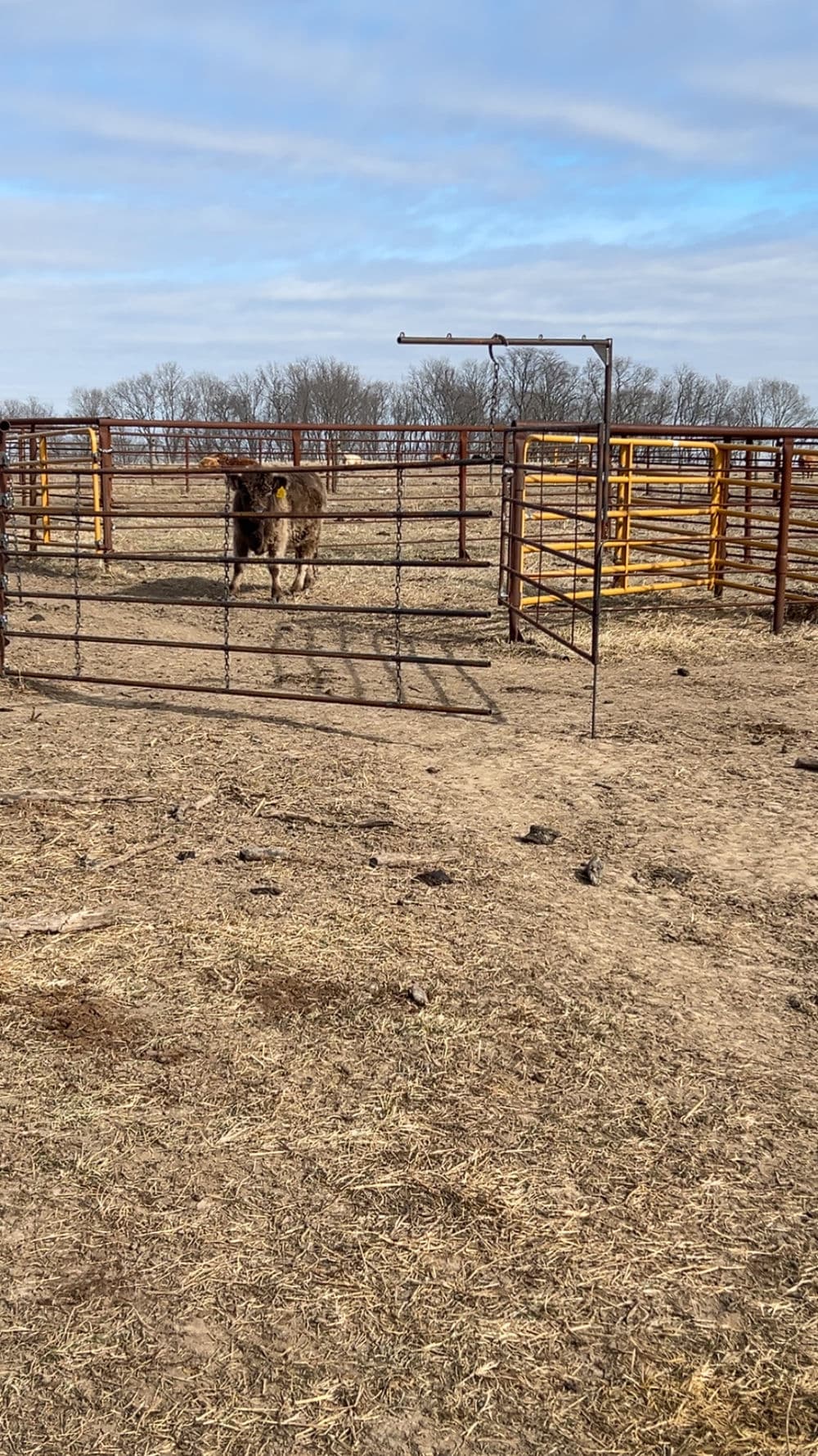 Brown cow in a metal corral on an open farm, surrounded by dry grass and trees.